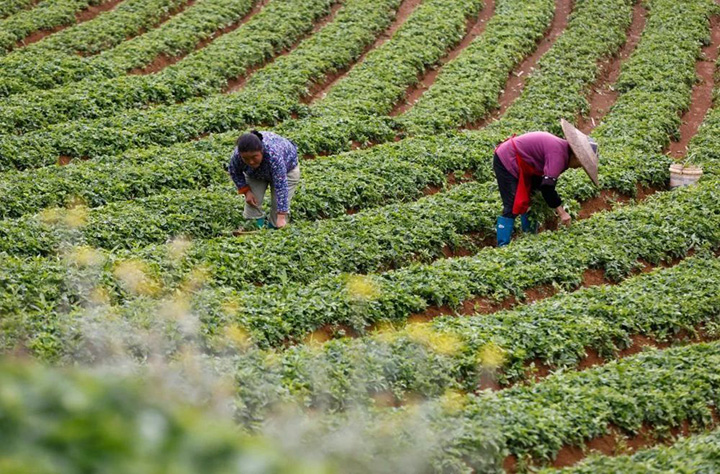 藥材飄香產業興 黔東南州中藥材產業蓬勃發展。