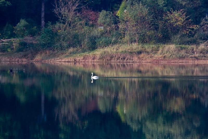 11月17日拍攝的貴州省六盤水市明湖國家濕地公園瑤池一角(6)(趙樺 攝)