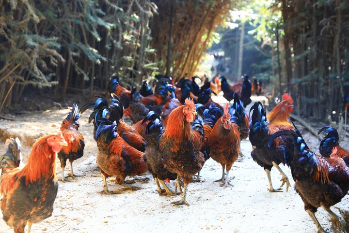 劍河縣南哨鎮九虎村林下雞養殖基地。楊潔茹攝