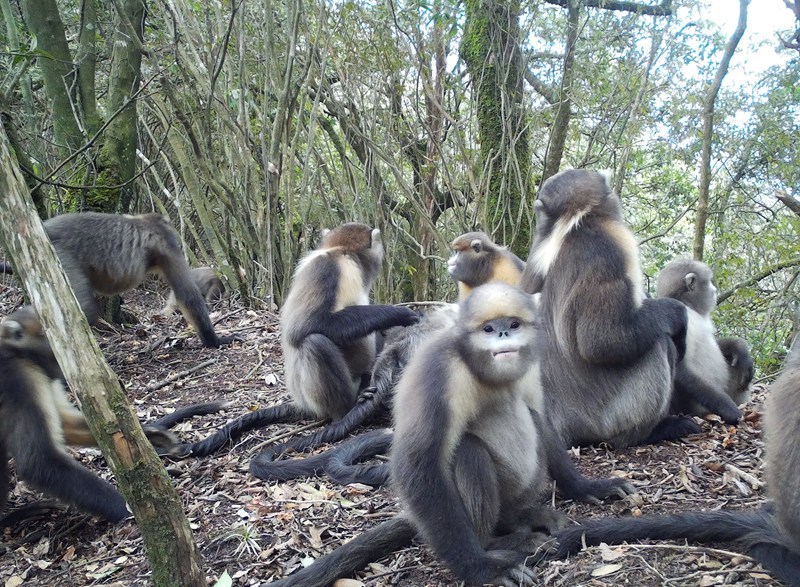 監測到的黔金絲猴。貴州省林業局供圖