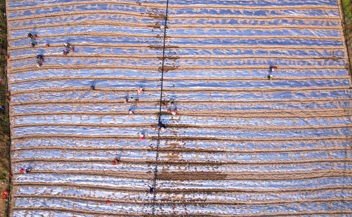 群眾在栽種西蘭花。