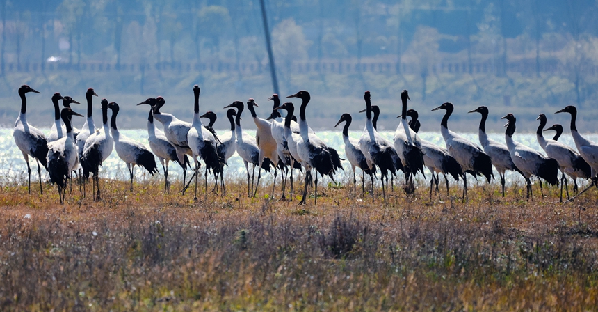 11月17日，國家一級保護動物黑頸鶴在威寧縣草海嬉戲。王近松攝