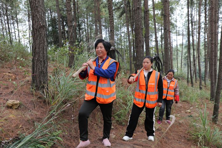 石阡縣龍塘鎮，護林員正在開展日常的森林巡查工作。楊文美攝