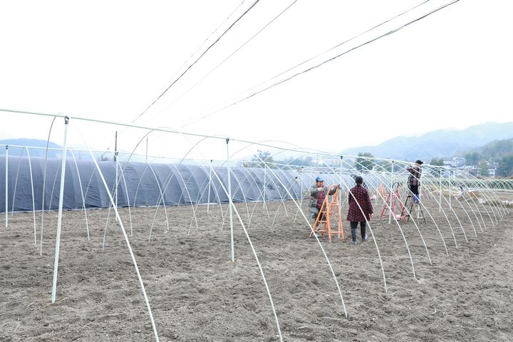 村民正在搭棚。張美攝