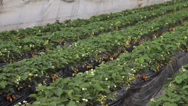 80個大棚70余畝草莓陸續成熟，迎來采摘季 。吳竹彧 攝.jpg