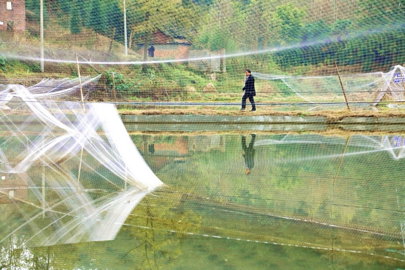 稻魚共生“豐”景好，撂荒土變“增收田”。