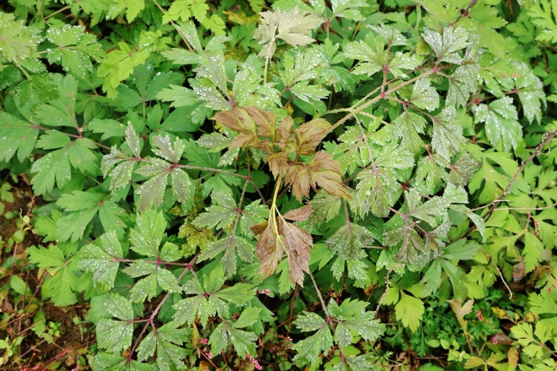 稻魚共生“豐”景好，撂荒土變“增收田”。