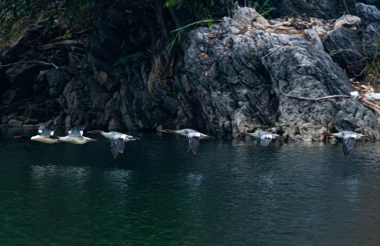 中華秋沙鴨。貴州省林業局供圖