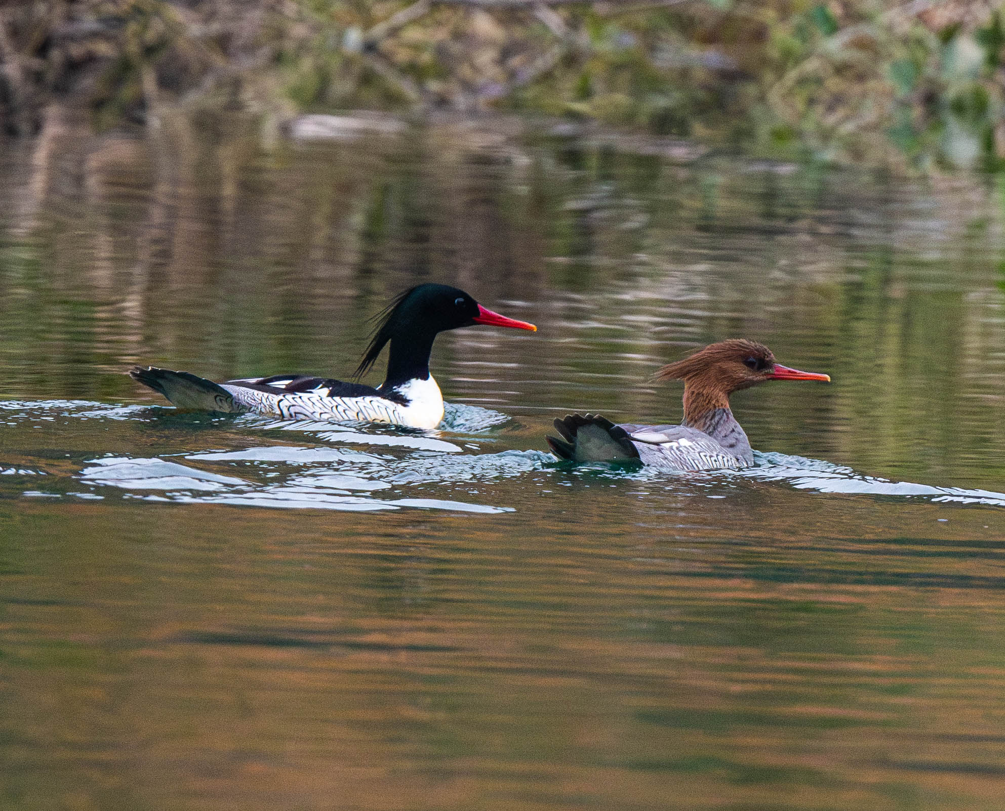 中華秋沙鴨。貴州省林業局供圖