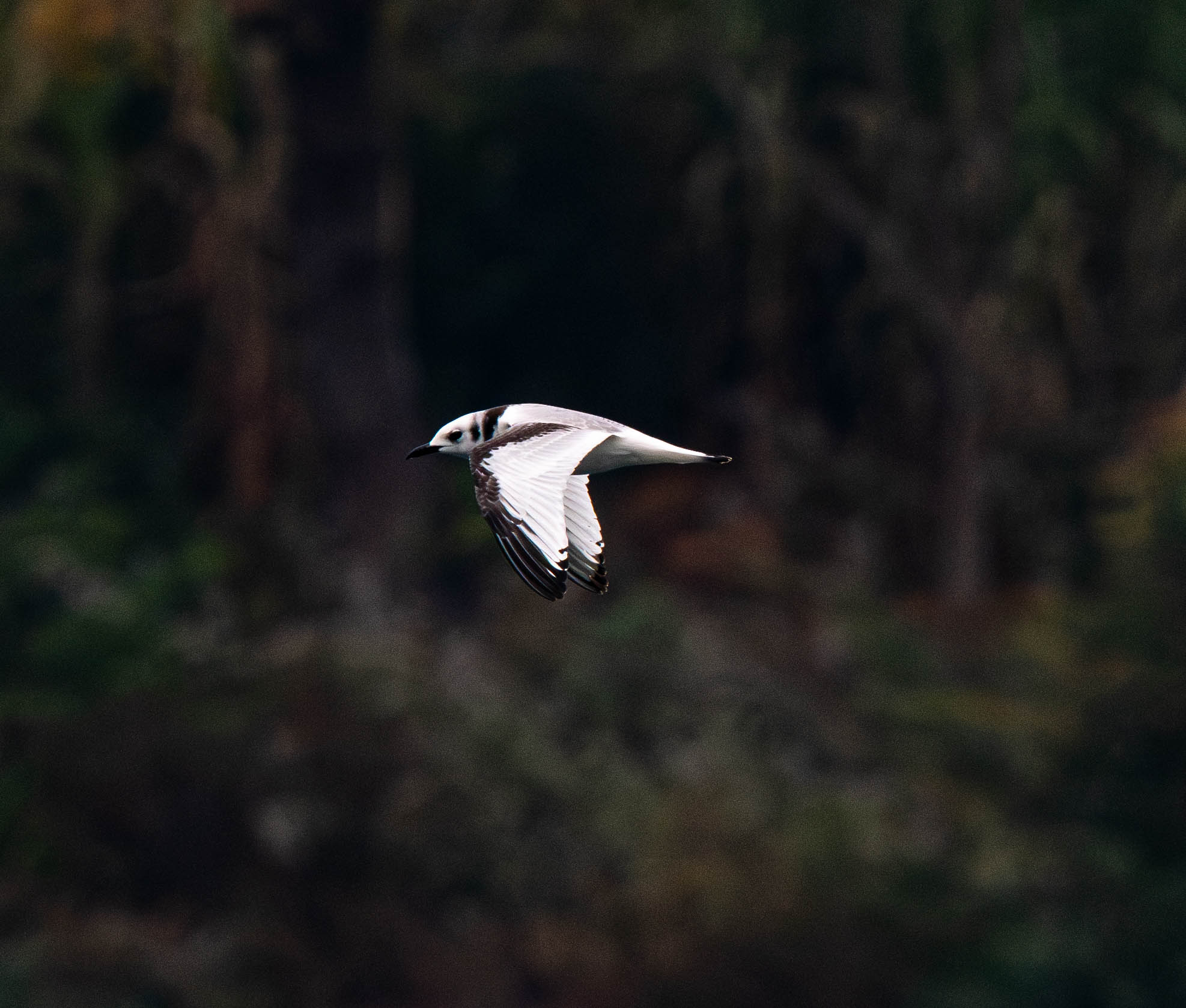中華秋沙鴨。貴州省林業局供圖