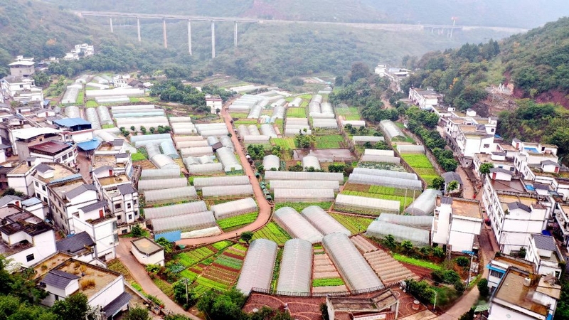 黃金灣組蔬菜基地。（習水融媒供圖）