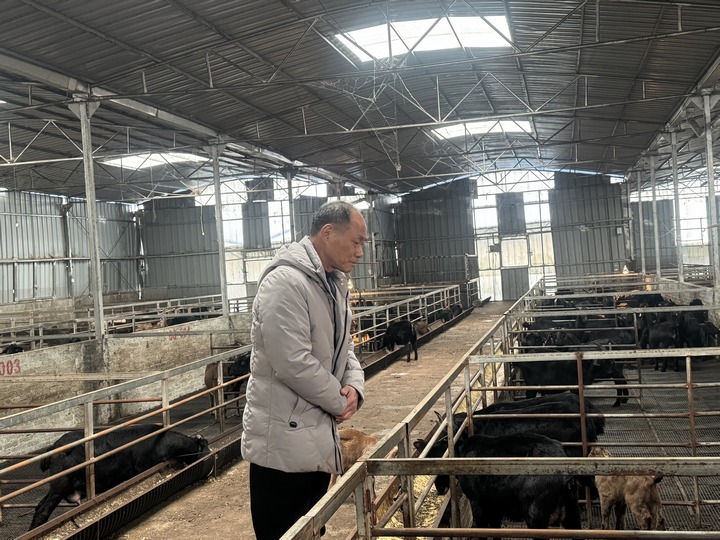 查看圈舍。劉吉攝