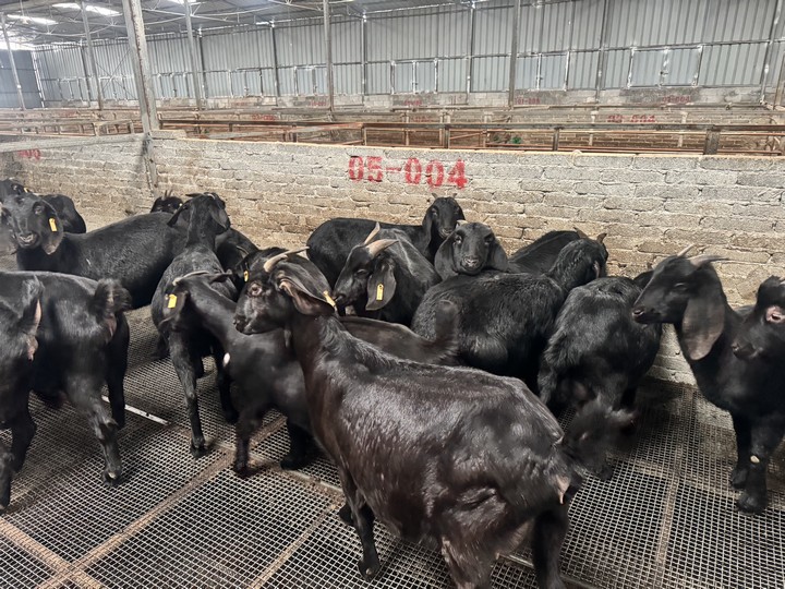 養殖的羊。劉吉攝