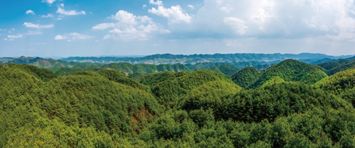 海雀村萬畝林場。