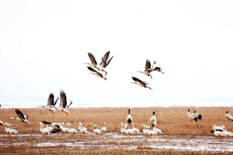 1月14日，大批黑頸鶴正飛往威寧草海溫家屯棲息地休息。