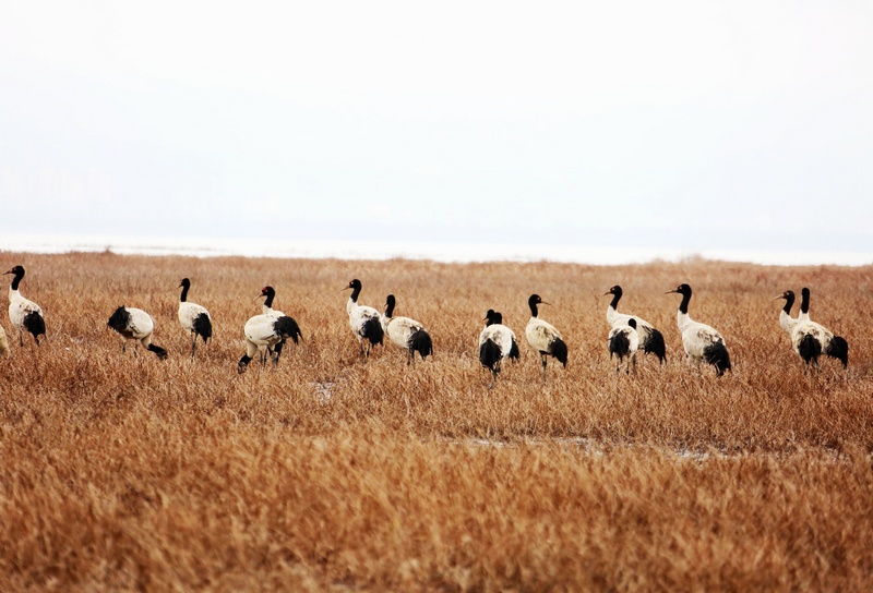 1月14日，大批黑頸鶴正在威寧草海溫家屯棲息地覓食和休息。