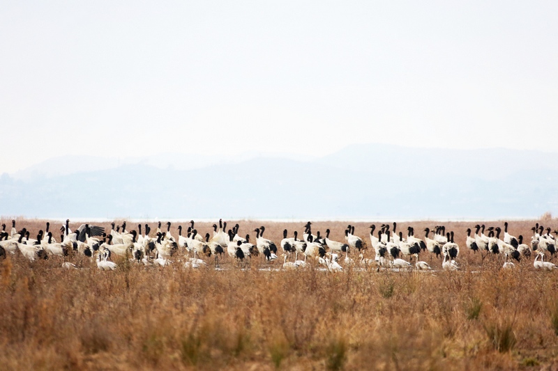 1月14日，大批黑頸鶴正在威寧草海溫家屯棲息地覓食和休息。