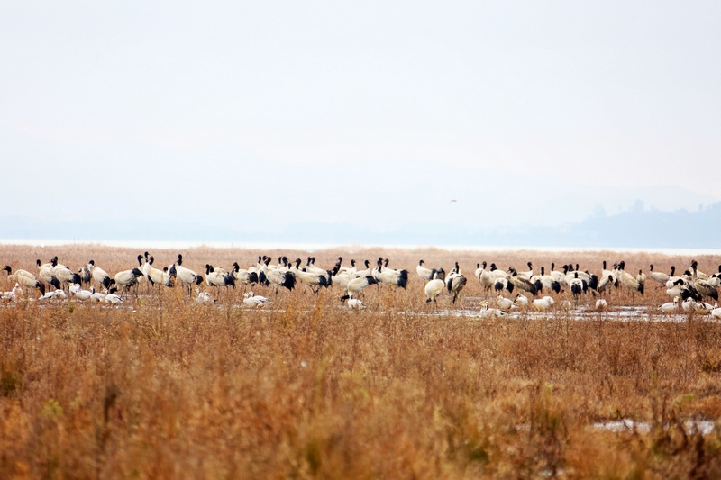 1月14日，大批黑頸鶴正在威寧草海溫家屯棲息地覓食和休息。