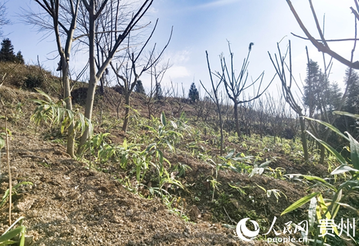 鹽膚木基地里，套種的中藥材長勢喜人。人民網記者 王秀芳攝