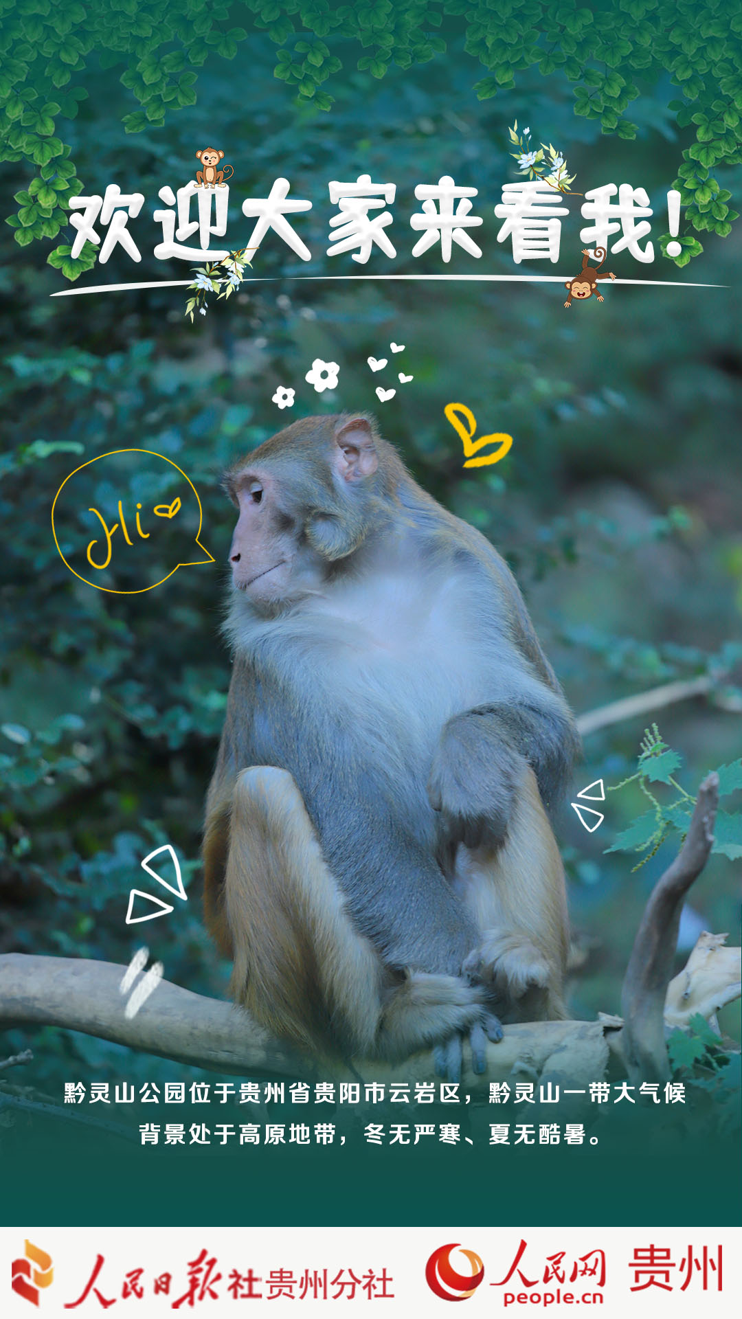 黔靈山“小霸王”。人民網 吳鋒設計