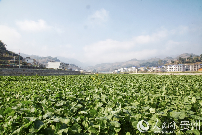 仁懷市茅壩鎮官院村大壩一角。人民網 龍章榆 攝