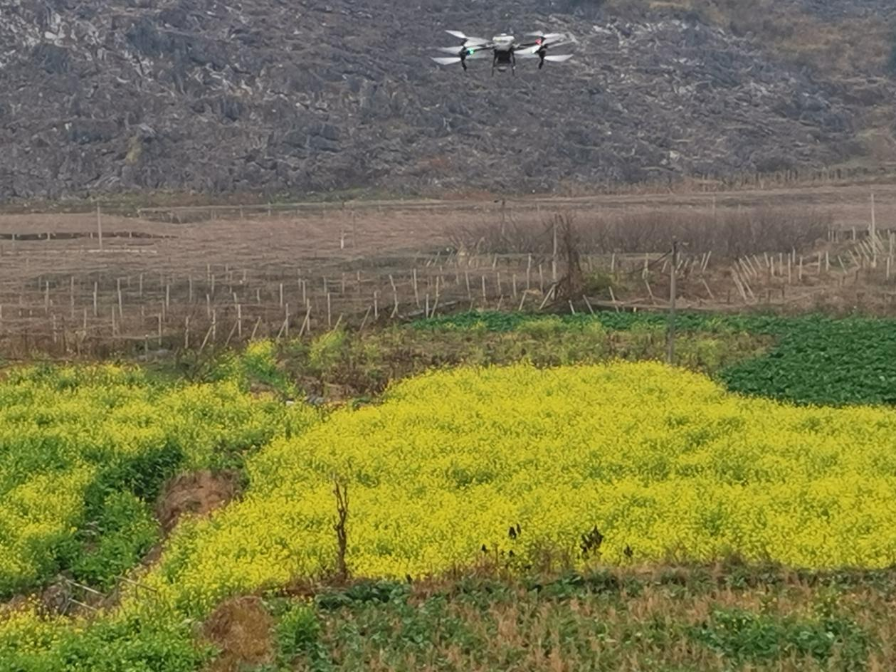 無人機噴灑農藥現場.。
