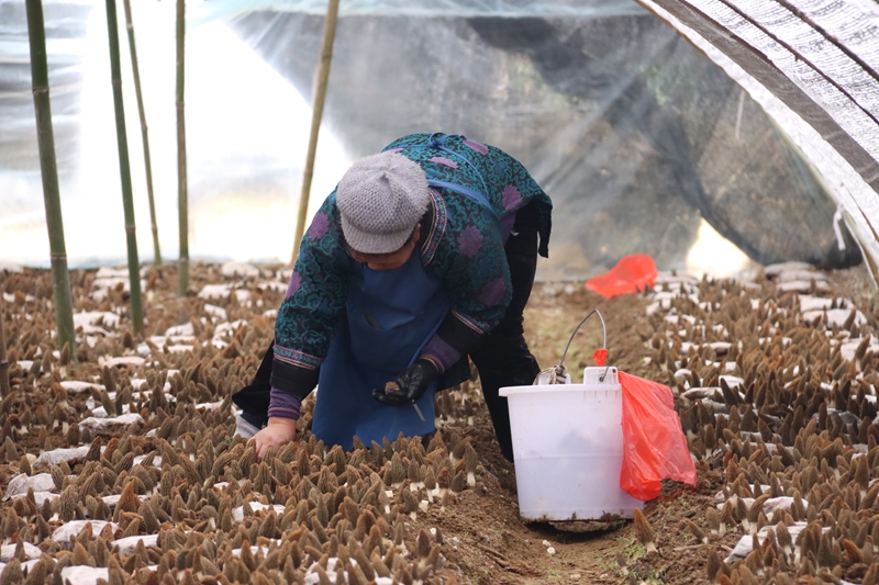 三都縣5000畝羊肚菌首批采摘，遠銷馬來西亞。