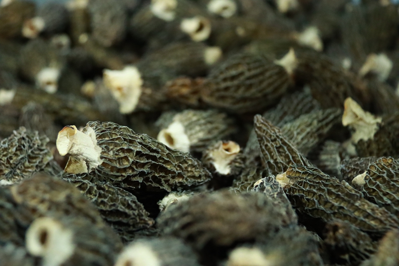 三都縣5000畝羊肚菌首批采摘，遠銷馬來西亞。