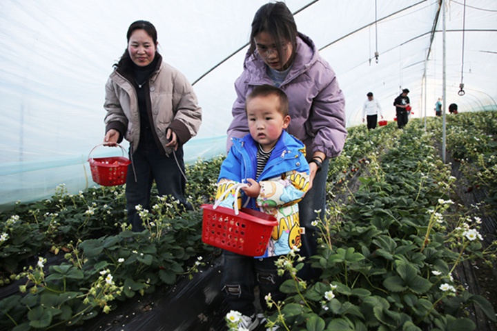 游客帶著小孩在歡喜田園草莓園種植大棚內體驗采摘樂趣。