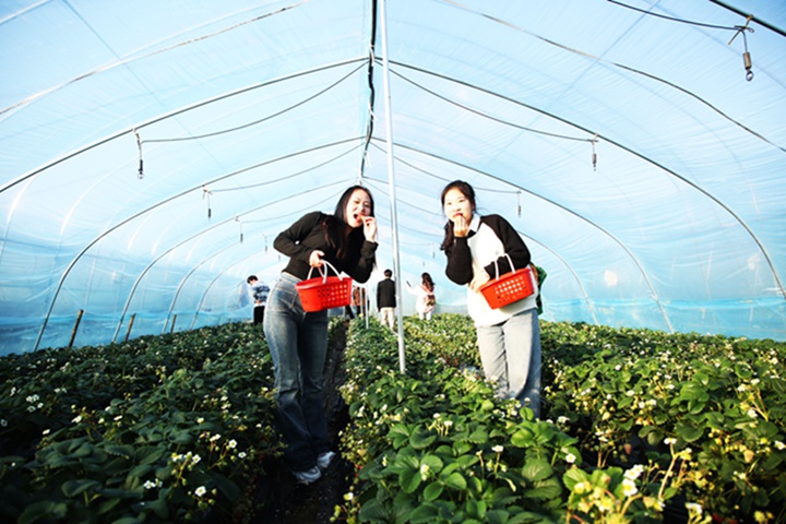 游客正在歡喜田園草莓園種植大棚內邊采摘邊品嘗草莓。
