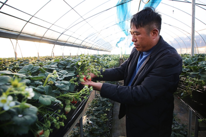 歡喜田園草莓園負責人李文學正在無土種植大棚內對草莓進行管理。