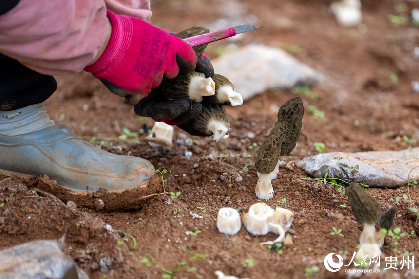 村民正在采收羊肚菌。人民網記者 涂敏攝