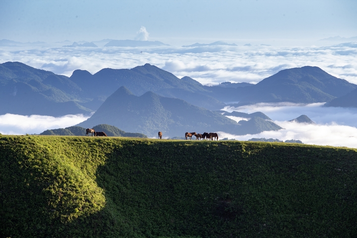 牲畜在貴州省畢節市赫章縣阿西里西大草原上覓食。陳春志攝
