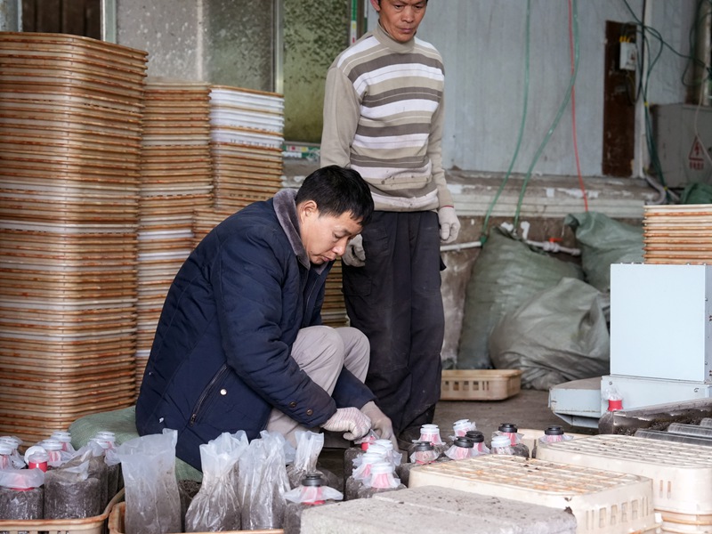 工人在給菌包裝袋。陳鶴攝