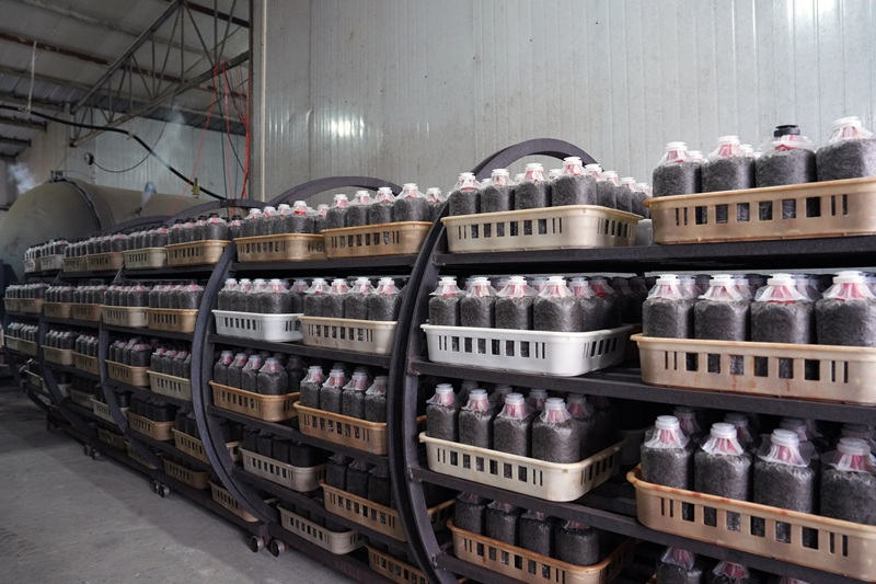 杜鵑蘭菌包生產基地。陳鶴攝