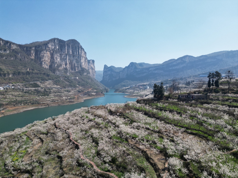 遠眺櫻桃園。