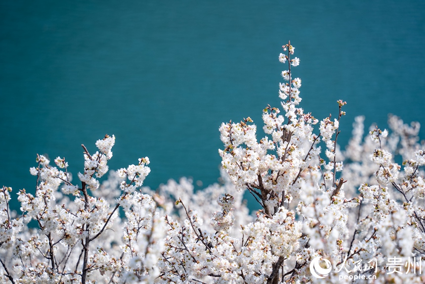 凹河萬畝櫻桃基地內盛開的櫻桃花。人民網記者 涂敏攝