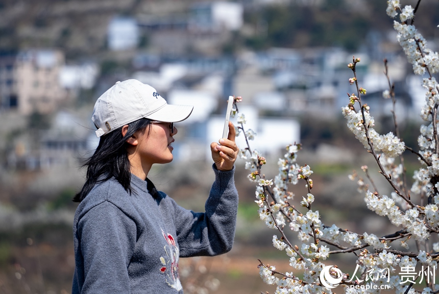 前來賞花的游客在盛開的櫻桃花前拍照。人民網記者 涂敏攝