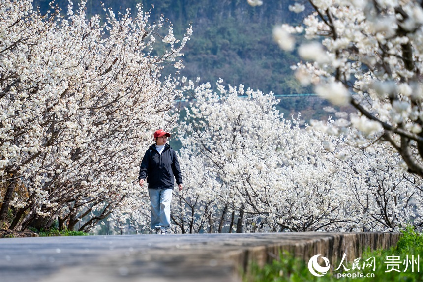 游客在盛開的櫻桃花中漫步。人民網記者 涂敏攝