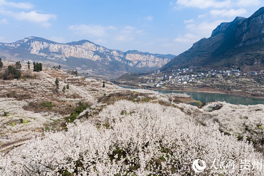 航拍凹河萬畝櫻桃基地。人民網記者 涂敏攝