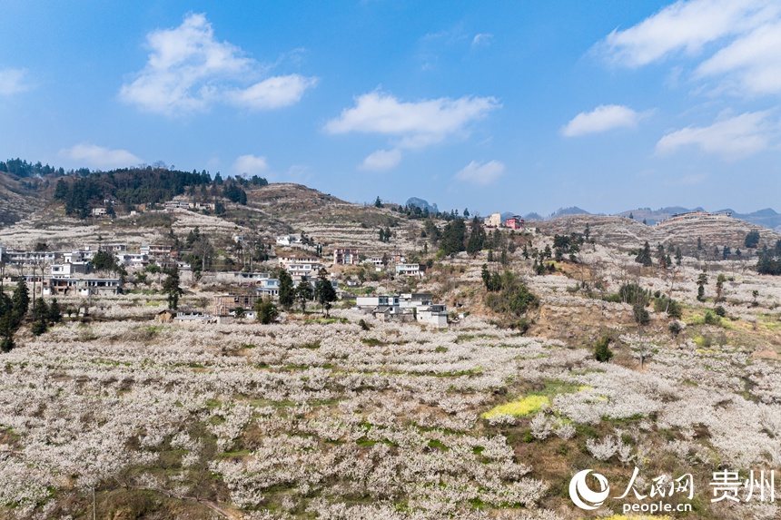 航拍凹河萬畝櫻桃基地。人民網記者 涂敏攝