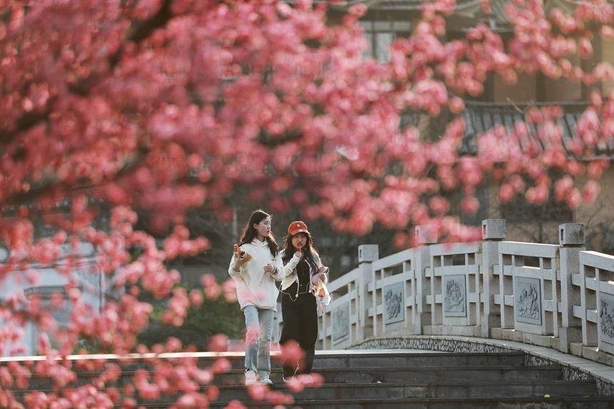 3月1日，貴州省黔西市西門外城郊的梅花迎春綻放，吸引游人紛紛前來觀花賞景、拍照打卡，樂享暖春時光。