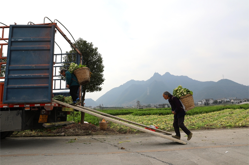 6 圖為村民們在裝車.JPG