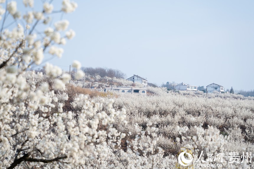 陶營村內盛開的櫻桃花與民居。人民網記者涂敏攝