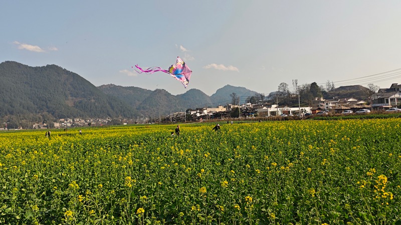 油菜花海中放風箏。