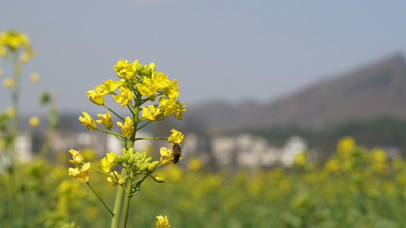 蜜蜂在油菜花上采蜜。