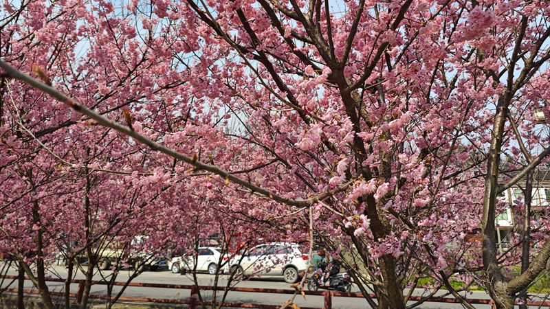 貴定金海雪山櫻花迎春綻放。
