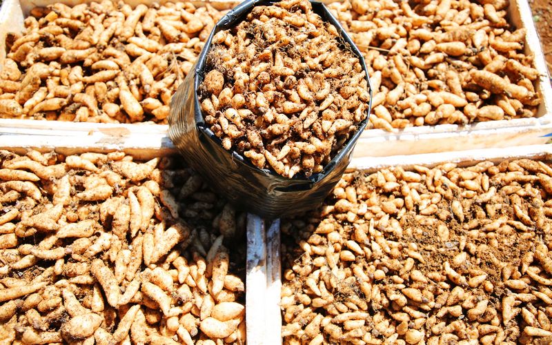 優質天麻種子。