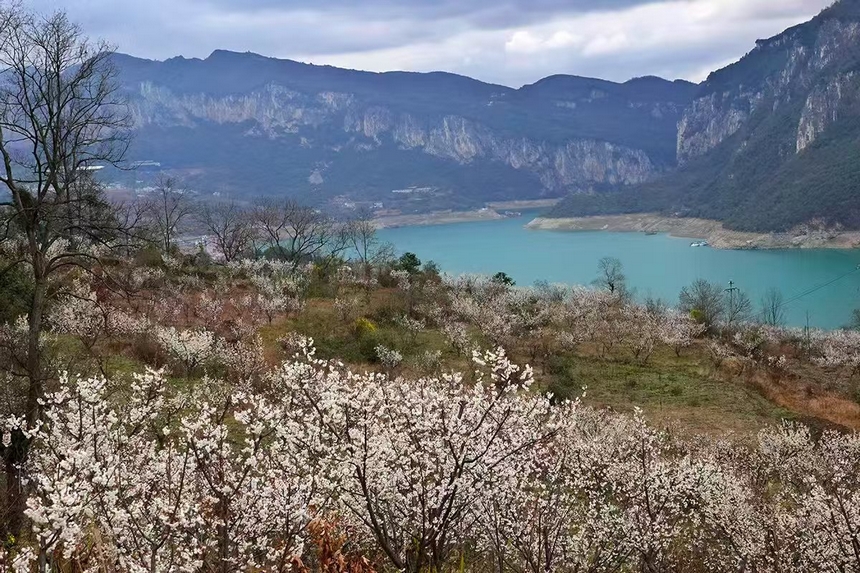 金沙縣化覺鎮前順村綻放的櫻桃花。陳亮攝
