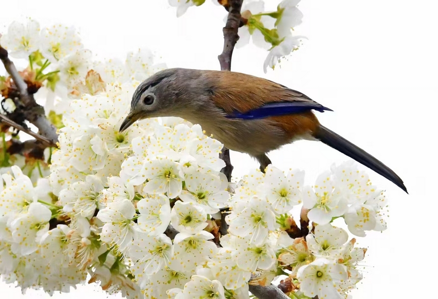 金沙縣化覺鎮前順村綻放的櫻桃花。陳亮攝